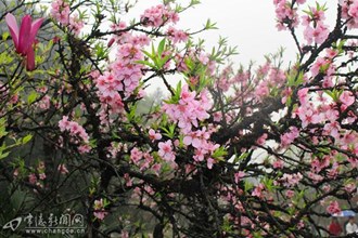 桃花源景區(qū)各色桃花