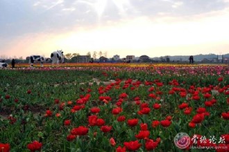 桃源楓林花海