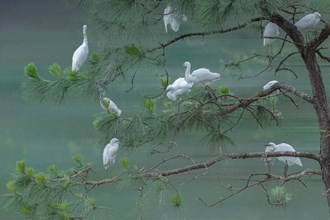 松鷺圖