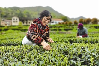 【經(jīng)濟】澧縣：“生態(tài)建園，高效茶業(yè)”