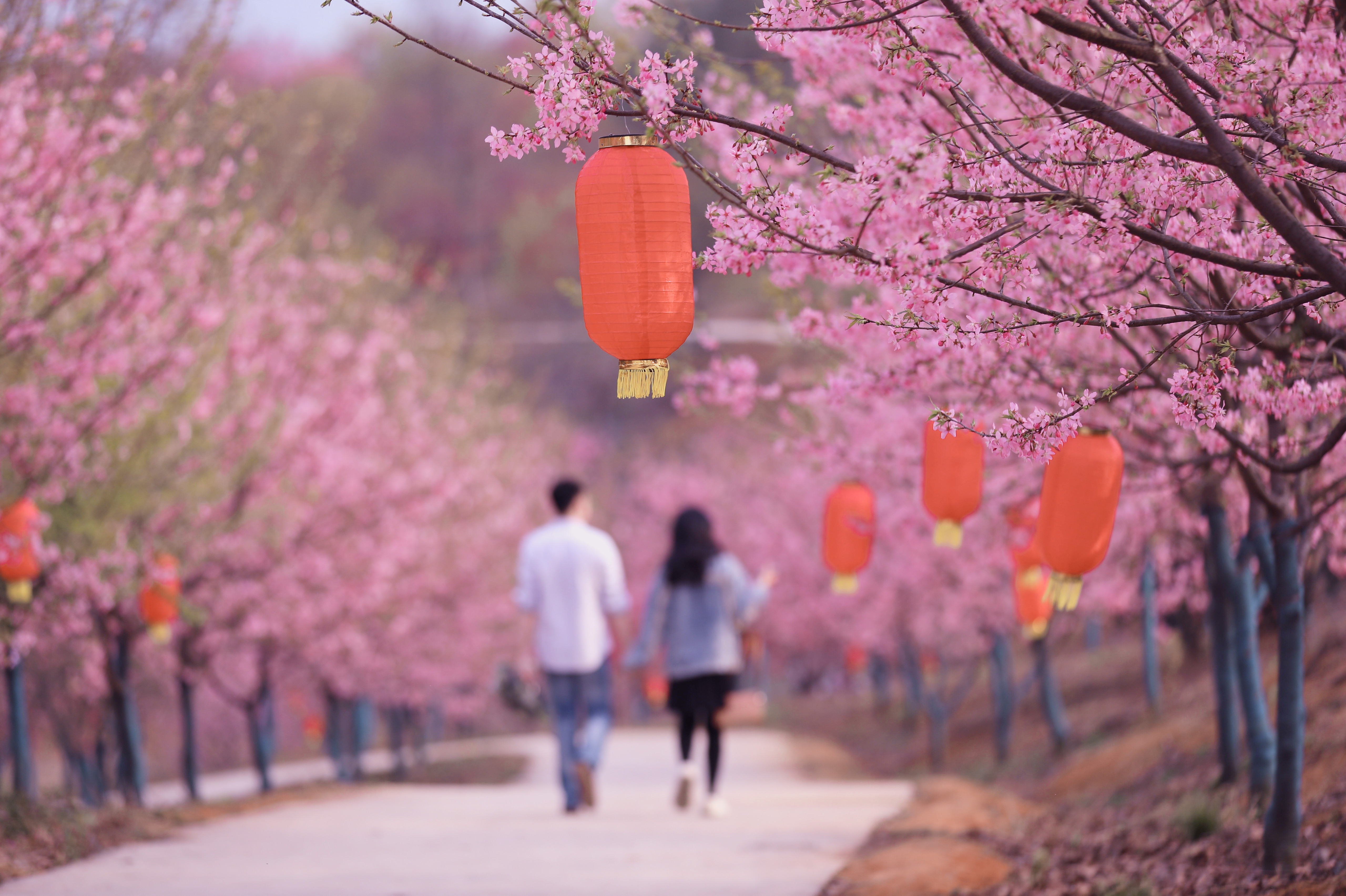 1文惠軍-常德櫻花園-2-1.jpg