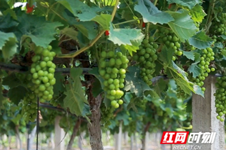 澧縣葡萄熟了，共享甜蜜果，云游葡萄園