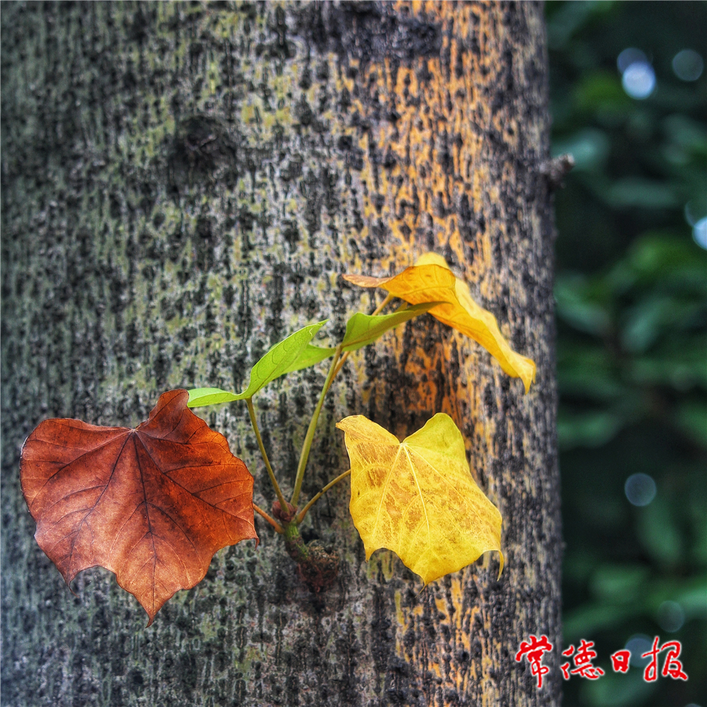 楊友如-秋色-1.jpg