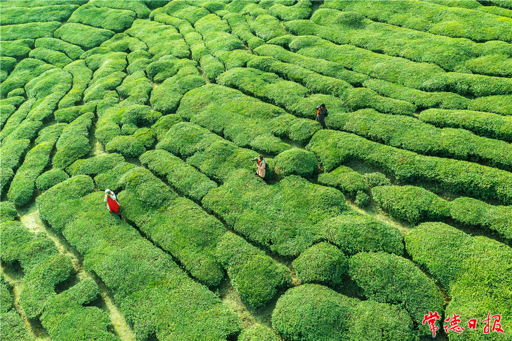 劉瑞松-茶山的魅力-1.jpg