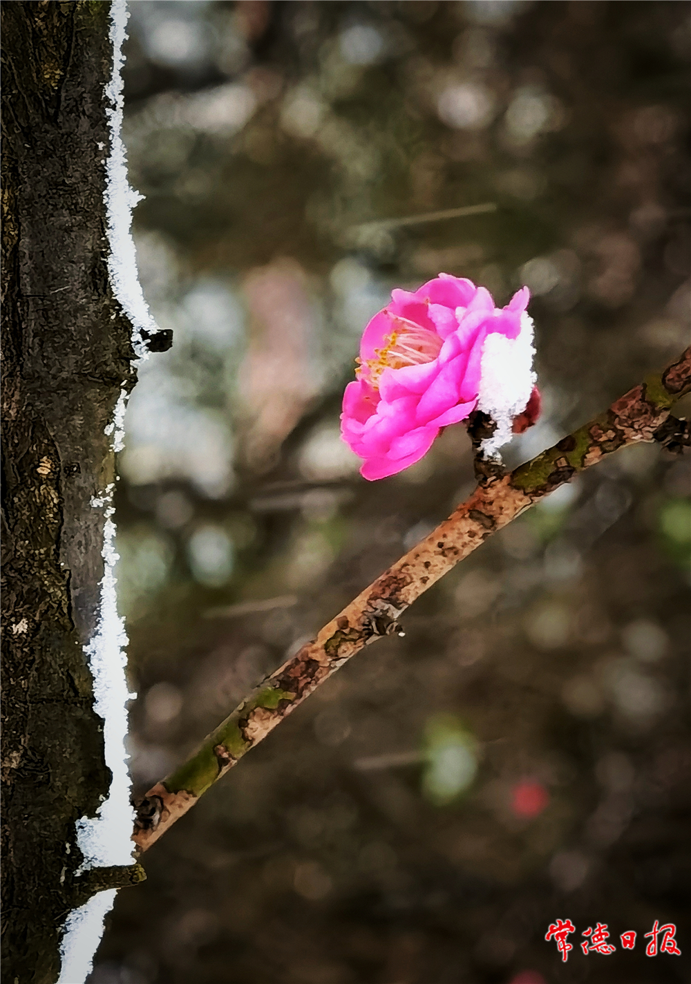 sj劉圖強(qiáng)-梅花斗雪-1.jpg