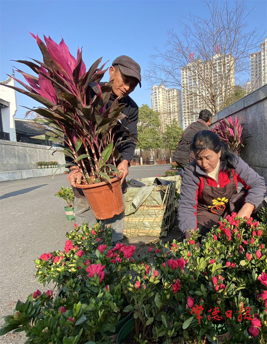 1月19日，丁玲公園的園藝工人為游客走道布置鮮花，妝點(diǎn)園區(qū)，迎接新年到來(lái)。本報(bào)記者 陳歡 攝.jpg