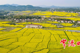 【生態(tài)】太陽(yáng)谷油菜花開(kāi) 田園美景惹人醉