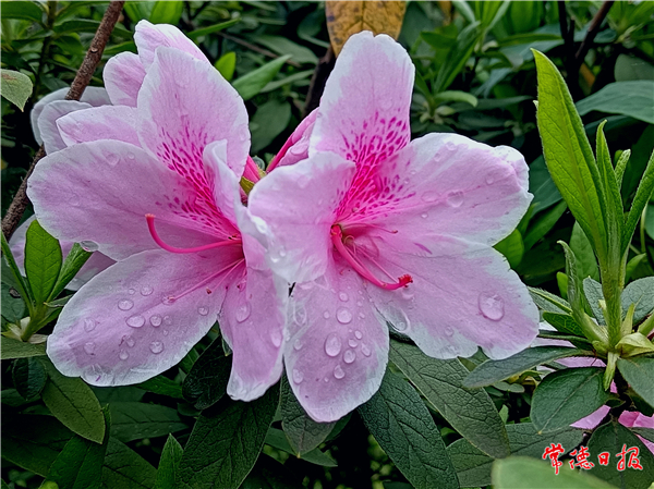 肖支巖-春暖花開-2-1.jpg