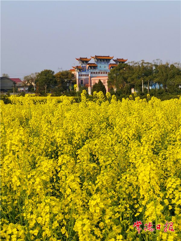 陳錦平-春滿園金燦燦-2-1.jpg