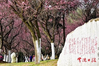 【社會(huì)】常德詩墻公園邀廣大市民入園賞梅
