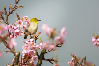 【多圖】又見春天