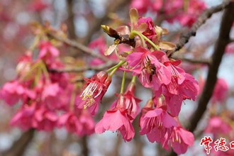 【賞花地圖】暖風吹過鐘花櫻 奏響春季花開樂章的序曲