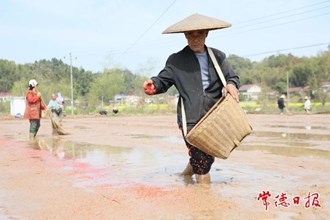 【攝影報(bào)道】早稻集中育秧忙