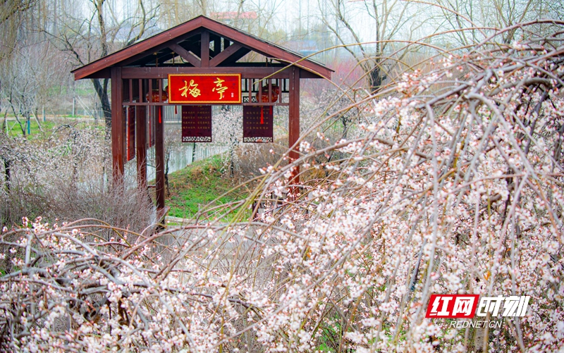 嚴寒之中，大雪之下，梅花當百花之先，獨天下而春。近日，在湖南安鄉(xiāng)玖源旅游區(qū)，梅花綻放，獨自芬芳的梅花，讓人流連忘返。