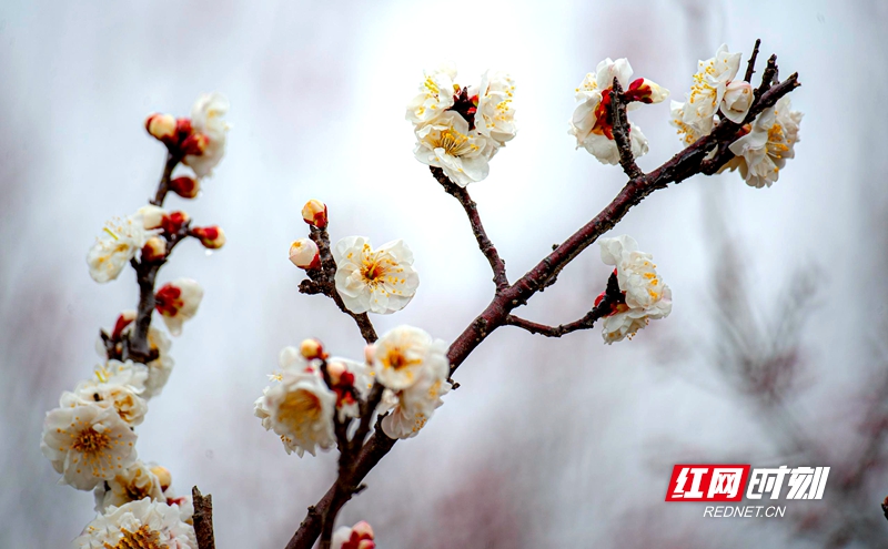 嚴寒之中，大雪之下，梅花當百花之先，獨天下而春。近日，在湖南安鄉(xiāng)玖源旅游區(qū)，梅花綻放，獨自芬芳的梅花，讓人流連忘返。