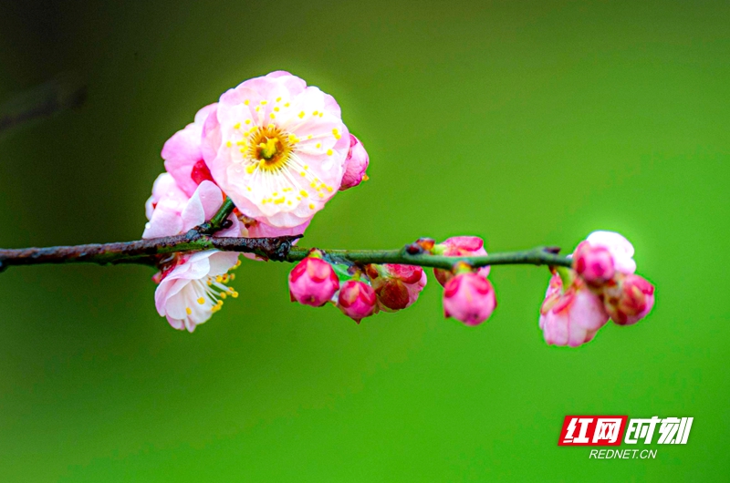 嚴寒之中，大雪之下，梅花當百花之先，獨天下而春。近日，在湖南安鄉(xiāng)玖源旅游區(qū)，梅花綻放，獨自芬芳的梅花，讓人流連忘返。