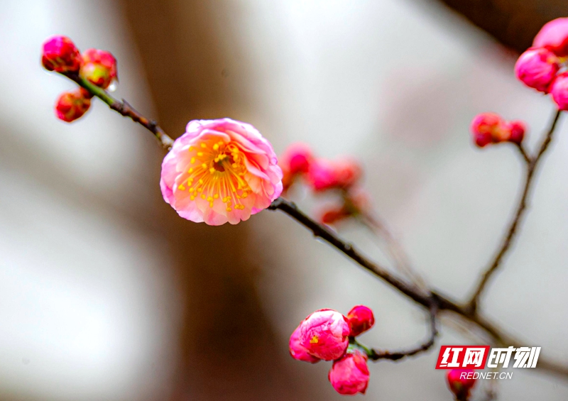 嚴寒之中，大雪之下，梅花當百花之先，獨天下而春。近日，在湖南安鄉(xiāng)玖源旅游區(qū)，梅花綻放，獨自芬芳的梅花，讓人流連忘返。