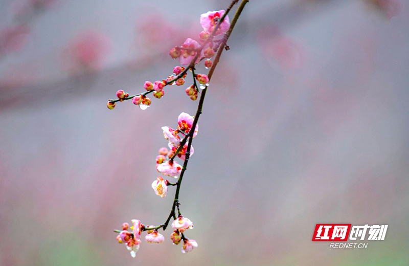 嚴寒之中，大雪之下，梅花當百花之先，獨天下而春。近日，在湖南安鄉(xiāng)玖源旅游區(qū)，梅花綻放，獨自芬芳的梅花，讓人流連忘返。
