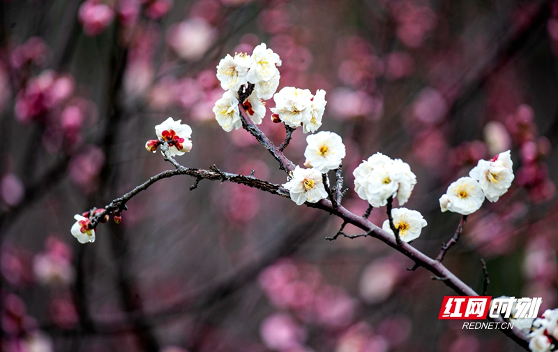 嚴寒之中，大雪之下，梅花當百花之先，獨天下而春。近日，在湖南安鄉(xiāng)玖源旅游區(qū)，梅花綻放，獨自芬芳的梅花，讓人流連忘返。