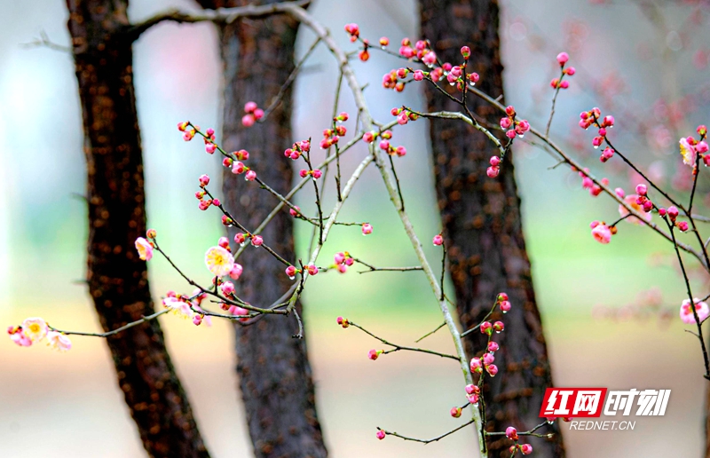 嚴寒之中，大雪之下，梅花當百花之先，獨天下而春。近日，在湖南安鄉(xiāng)玖源旅游區(qū)，梅花綻放，獨自芬芳的梅花，讓人流連忘返。