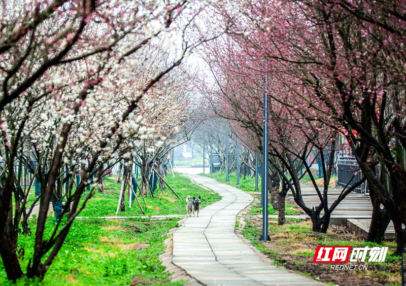 嚴寒之中，大雪之下，梅花當百花之先，獨天下而春。近日，在湖南安鄉(xiāng)玖源旅游區(qū)，梅花綻放，獨自芬芳的梅花，讓人流連忘返。