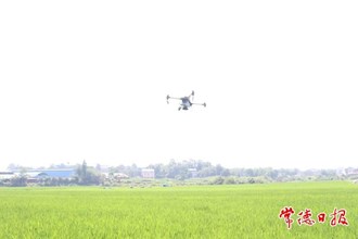 【攝影報道】人工+科技 繪就夏日稻田勞作新畫卷