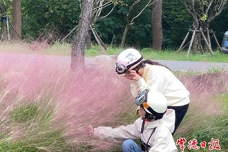 【社會(huì)】快來(lái)柳葉湖，邂逅秋日的粉色浪漫