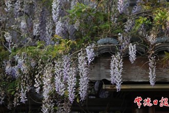 【社會(huì)】常德河街紫藤花期過半，錯(cuò)過就要明年再約了！