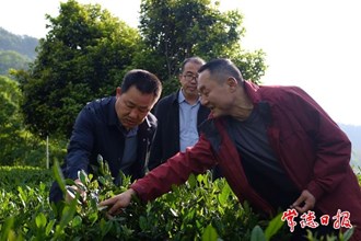 市領導率隊到石門縣調(diào)研茶葉產(chǎn)業(yè)發(fā)展情況