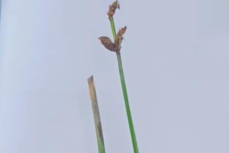 【生態(tài)】西洞庭湖保護(hù)區(qū)新添7種植物新記錄物種