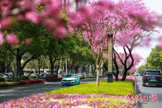 【組圖】常德：柳葉大道“十里桃花長(zhǎng)廊”驚艷綻放