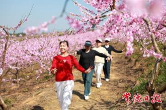 【組圖】鼎城500畝黃桃花開引游人