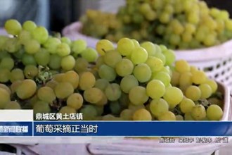 鼎城：葡萄采摘正當(dāng)時