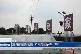 臨澧：夏日葡萄香滿(mǎn)園 游客采摘搶嘗“鮮”
