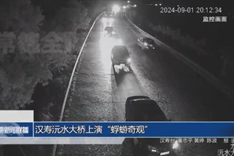 漢壽沅水大橋上演“蜉蝣奇觀”