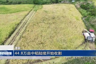 澧縣：44.8萬畝中稻陸續(xù)開始收割