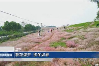 漢壽：蓼花盛開 初冬如春