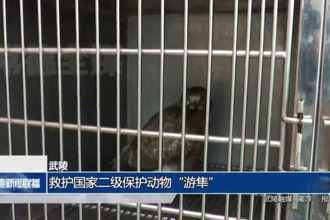 武陵：救護國家二級保護動物“游隼”