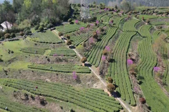 石門：茶山染新綠 春茶采收忙