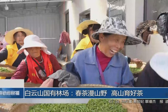 石門縣白云山國有林場：春茶漫山野 高山育好茶