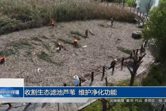 收割生態(tài)濾池蘆葦 維護凈化功能