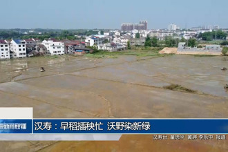 漢壽：早稻插秧忙 沃野染新綠