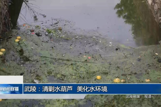 武陵：清剿水葫蘆 美化水環(huán)境