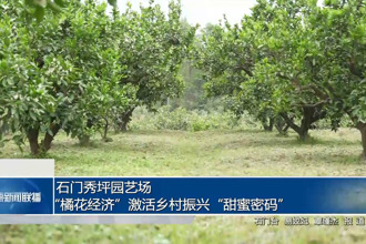 石門秀坪園藝場(chǎng)：“橘花經(jīng)濟(jì)”激活鄉(xiāng)村振興“甜蜜密碼”