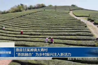 澧縣甘溪灘鎮(zhèn)太青村：“茶旅融合”為鄉(xiāng)村振興注入新活力