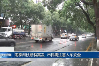 雨季樹(shù)枝斷裂高發(fā) 市民需注意人車(chē)安全