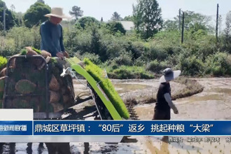 鼎城區(qū)草坪鎮(zhèn)：“80后”返鄉(xiāng) 挑起種糧“大梁”