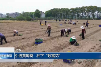 漢壽：引進(jìn)黃蜀葵 種下“致富花”