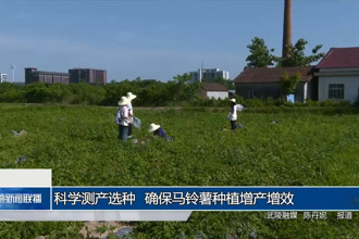 科學測產(chǎn)選種 確保馬鈴薯種植增產(chǎn)增效
